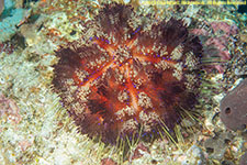 sea urchin